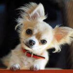 犬が飼い主に『おねだりしている』サイン5つ　要求をされたときの適切な対応まで(ブログ)