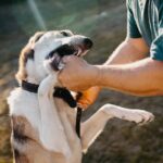 犬に噛まれたときの『絶対NG行為』3つ　思わぬトラブルを引き起こすことも…(ブログ)