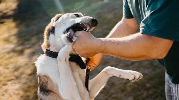 犬に噛まれたときの『絶対NG行為』3つ　思わぬトラブルを引き起こすことも…(ブログ)