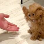 『おかわり』練習中の赤ちゃん犬→なかなかできなくて…思わず悶絶する『尊い光景』が200万再生「過呼吸になる可愛さ」「届きそうで届かない」(ブログ)