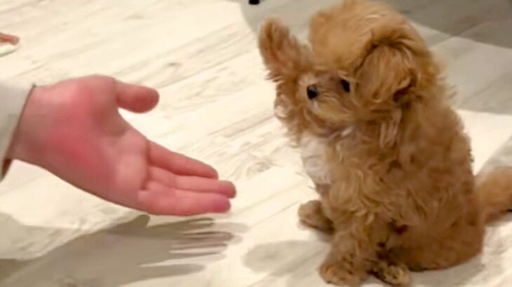 『おかわり』練習中の赤ちゃん犬→なかなかできなくて…思わず悶絶する『尊い光景』が200万再生「過呼吸になる可愛さ」「届きそうで届かない」(ブログ)