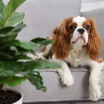 犬にとって安全な『観葉植物』5つ　おすすめの置き場所やイタズラさせない工夫まで(ブログ)
