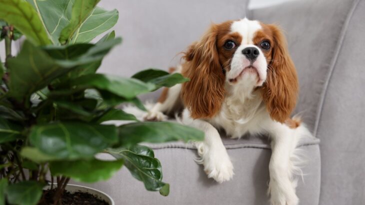 犬にとって安全な『観葉植物』5つ　おすすめの置き場所やイタズラさせない工夫まで(ブログ)