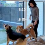 50代の独身女性が『2匹の元野犬』と一緒に過ごしたら…素敵すぎる『理想的な暮らし方』が21万再生「こんな生活に憧れる」「なんて幸せ」(ブログ)