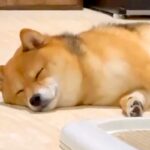 柴犬を『甘やかして育てた』結果→「わかりすぎるｗｗ」「我が家も全く同じです」思わず共感してしまう『可愛すぎる成長』に82万再生の反響(ブログ)