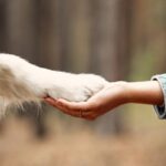 犬に『利き手』はあるの？どちらの割合が多い？判断する方法までご紹介(ブログ)