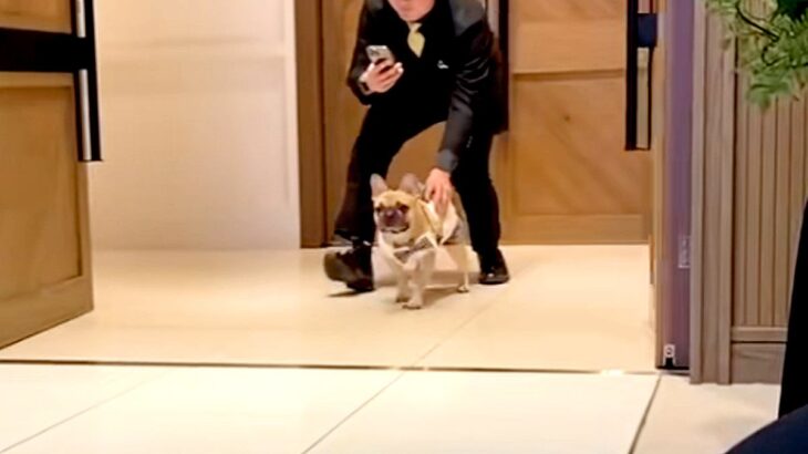 『どこいくねーんｗ』犬が結婚式でリングドッグをした結果→式場が笑いに包まれた『まさかのハプニング』に絶賛「最高ｗｗ」「我が道行ってて草」(ブログ)