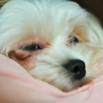 犬が『人嫌い』になってしまう絶対NG行為4選　人間不信となる原因や改善策まで(ブログ)