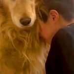 息子を『大きな声で叱ってしまった』結果→大型犬に助けを求めて…母親に見せた『激怒の表情』が895万再生「息子を守る顔…」「涙が出てきた」(ブログ)