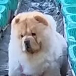 男性が『大型犬』と一緒に仕事場へ→ふと様子を見ると…どんくさ過ぎる『まさかの悲劇』が27万再生「愛おしすぎ」「温度差に笑ったｗｗ」と爆笑(ブログ)