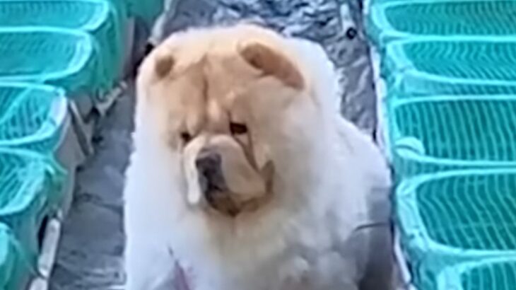 男性が『大型犬』と一緒に仕事場へ→ふと様子を見ると…どんくさ過ぎる『まさかの悲劇』が27万再生「愛おしすぎ」「温度差に笑ったｗｗ」と爆笑(ブログ)