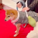 結婚式で『リングドッグ』を任された犬→ぶっつけ本番で挑んだ結果…『予想外の展開』が19万再生「なんか泣けた」「かっこいいー！」と称賛続々(ブログ)