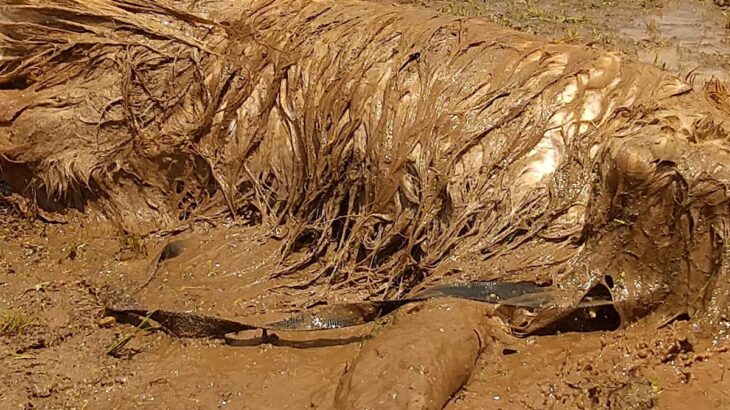 大型犬とドライブデートしていたら、20分後に…もはや犬とは思えない『衝撃の光景』が30万表示「大笑いしたｗｗ」「やり切ってドヤ顔なの草」(ブログ)