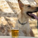 犬に『炭酸飲料』を飲ませるリスクとは？誤飲した場合の適切な対応まで解説(ブログ)