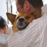 『爪を切られているだけです』病院に爪切りをしにきた犬→まるで『この世の終わり』かのような叫びが36万再生「人間の雄叫びｗ」「頑張った」(ブログ)