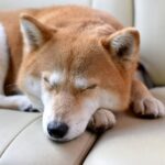 犬の『死亡原因』で最も多いのは？健康寿命を延ばすためにできることまで(ブログ)
