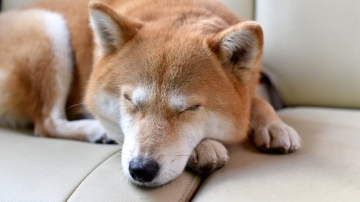 犬の『死亡原因』で最も多いのは？健康寿命を延ばすためにできることまで(ブログ)