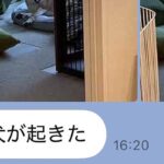 在宅で働く夫から届く『犬LINE』→思わず笑顔になる『平和な報告』に6万いいね集まる「夫さん神すぎるわ」「仕事の疲れ吹き飛ぶ」と絶賛(ブログ)