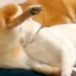 保護猫のトライアル→先住犬と一緒に過ごした結果…想像以上に『仲良しになった光景』が7万再生「家族すぎてｗ」「馴染み過ぎてる」と絶賛(ブログ)