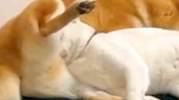 保護猫のトライアル→先住犬と一緒に過ごした結果…想像以上に『仲良しになった光景』が7万再生「家族すぎてｗ」「馴染み過ぎてる」と絶賛(ブログ)