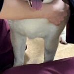 2週間入院している犬→病院からLINEが届いたので、確認した結果…思っていたのと違う『まさかの光景』に反響「顔ｗ」「ちょっとジェラシー」(ブログ)