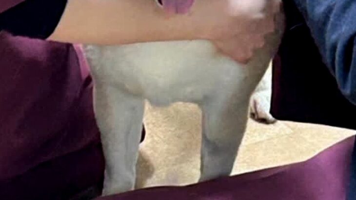 2週間入院している犬→病院からLINEが届いたので、確認した結果…思っていたのと違う『まさかの光景』に反響「顔ｗ」「ちょっとジェラシー」(ブログ)