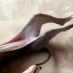 『魚にしか見えないｗｗ』妹犬が兄犬を遊びに誘った結果→クセが強い『まさかの行動』が7万再生「湯引きされたアナゴで草」「犬かどうか怪しい」(ブログ)