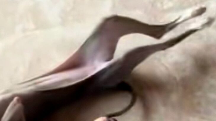 『魚にしか見えないｗｗ』妹犬が兄犬を遊びに誘った結果→クセが強い『まさかの行動』が7万再生「湯引きされたアナゴで草」「犬かどうか怪しい」(ブログ)