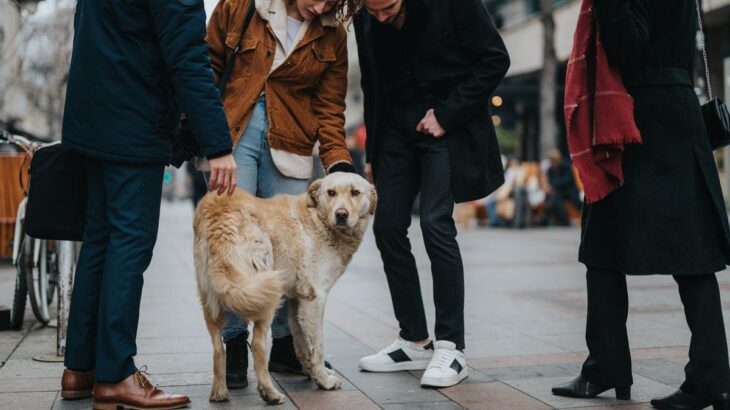 他人の犬にしてはいけない『絶対NG行為』5つ　思わぬアクシデントが発生することも…(ブログ)