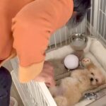子犬を飼うことに『大反対』していた母親→押し切って飼った結果…予想と違った『まさかの現在』が146万再生「素敵なお母さま」「仕方ないｗ」(ブログ)