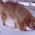札幌で災害級の大雪→大型犬が外に出た結果…まるで子供のような『愛おしいリアクション』に反響「ピョンピョンしてるｗ」「元気で可愛い」(ブログ)