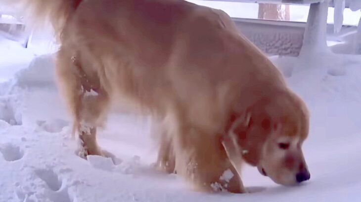 札幌で災害級の大雪→大型犬が外に出た結果…まるで子供のような『愛おしいリアクション』に反響「ピョンピョンしてるｗ」「元気で可愛い」(ブログ)