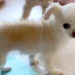 『うんちを踏むから』と飼育放棄されたガリガリ犬…言葉を失う『過酷な経緯』と『保護後の変化』に胸打たれると反響「涙止まらん」「表情が違う」(ブログ)