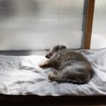 犬が『寝たきり』になるかもしれない病気4つ　歩くことができなくなった場合のケアとは？(ブログ)