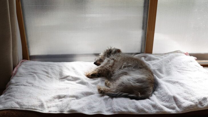 犬が『寝たきり』になるかもしれない病気4つ　歩くことができなくなった場合のケアとは？(ブログ)