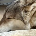 『大変申し上げにくいのですが…』すやすや眠る大型犬→ベッドで寝ていると思いきや…ツッコまざるを得ない光景に１万いいね「フィットしてて草」(ブログ)