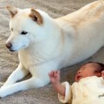 犬が初めて『赤ちゃん』と出会った結果→仲良くなれるか心配していたら…予想を裏切る『尊い様子』が12万再生「可愛いふたり」「背中ピトッ」(ブログ)