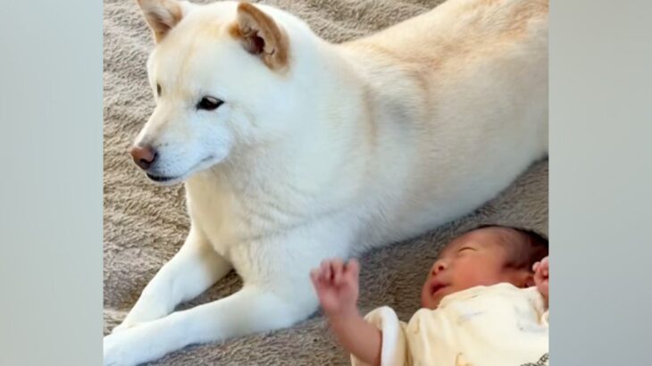 犬が初めて『赤ちゃん』と出会った結果→仲良くなれるか心配していたら…予想を裏切る『尊い様子』が12万再生「可愛いふたり」「背中ピトッ」(ブログ)
