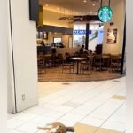 『スタバの前で駄々をこねる犬』ワンコと一緒にショッピングモールに行った結果→まるで人間の子どものような光景が41万再生「イヤイヤ期ｗｗ」(ブログ)