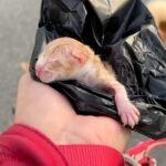 路上で『生まれた直後の子猫』を発見し保護→家に連れて帰ったら、先住犬が…『母性溢れる行動』がSNSで話題「なんて尊い…」「微笑ましい」(ブログ)