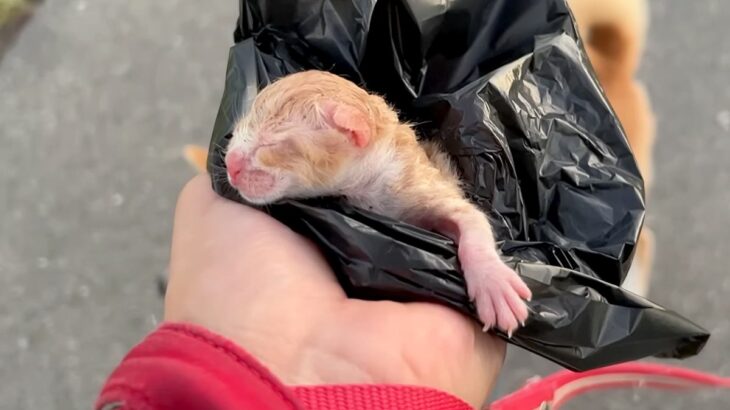 路上で『生まれた直後の子猫』を発見し保護→家に連れて帰ったら、先住犬が…『母性溢れる行動』がSNSで話題「なんて尊い…」「微笑ましい」(ブログ)