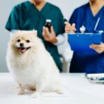 【最新研究で判明】犬の「膚感染症治療薬」副作用リスクを437頭で比較。研究結果から知っておくべき『抗生物質・選択のポイント』を獣医が解説(ブログ)