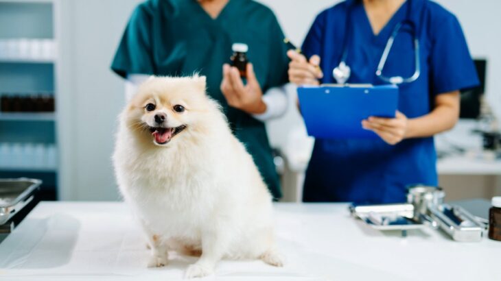 【最新研究で判明】犬の「膚感染症治療薬」副作用リスクを437頭で比較。研究結果から知っておくべき『抗生物質・選択のポイント』を獣医が解説(ブログ)