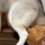 ゴールデンレトリバーのことを溺愛しているシベリアンハスキー→距離感がバグりすぎている光景が46万表示「もみくちゃで草」「大好きなんだね」(ブログ)