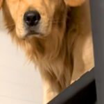 早朝、お弁当を作っていたら『大型犬』が起きてきて…顔を見てみたら→寝起きすぎる『表情』が63万再生「むくみ可愛い」「朝弱いのかな？ｗ」(ブログ)