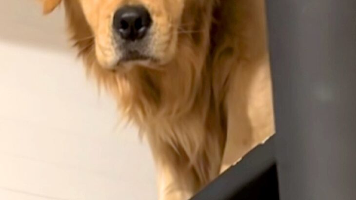 早朝、お弁当を作っていたら『大型犬』が起きてきて…顔を見てみたら→寝起きすぎる『表情』が63万再生「むくみ可愛い」「朝弱いのかな？ｗ」(ブログ)