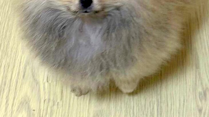 外国人に『かわいいタヌキの赤ちゃん』と言われた子犬→思わず納得する『赤ちゃん時代』に4万いいね集まる「確かにたぬきｗ」「かっわいい…」(ブログ)