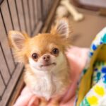 犬が『分離不安症』になる絶対NG行為5選　依存しすぎなワンコがみせる行動とは？(ブログ)