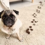 犬がいる部屋に『カーペット』の必要性とは？使用するメリットや選ぶ際の注意点まで(ブログ)