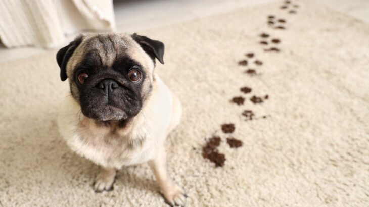 犬がいる部屋に『カーペット』の必要性とは？使用するメリットや選ぶ際の注意点まで(ブログ)